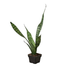 Snake Plant 'Zeylanica'